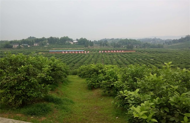 2019年种植什么风险大