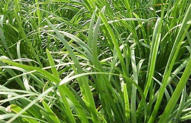 韭菜 环境条件 要求
