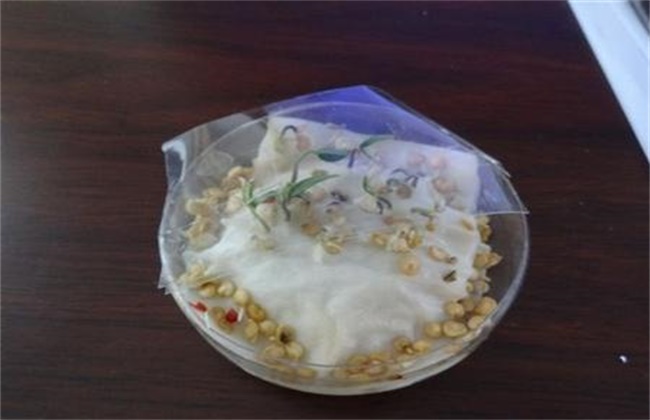 辣椒种子的催芽方法