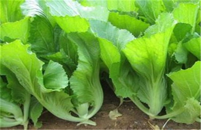 芥菜 育苗 注意事项