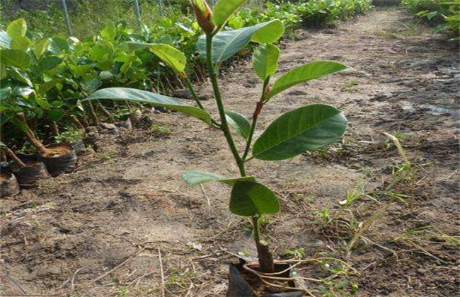 榴莲 繁殖 方法