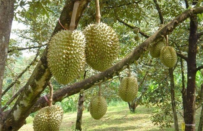 榴莲 繁殖 方法