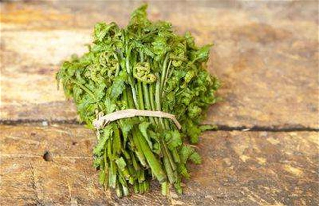 蕨菜多少钱一斤