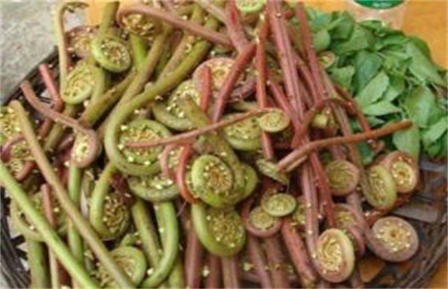 蕨菜多少钱一斤