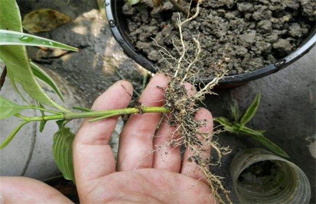 栀子花 扦插 方法
