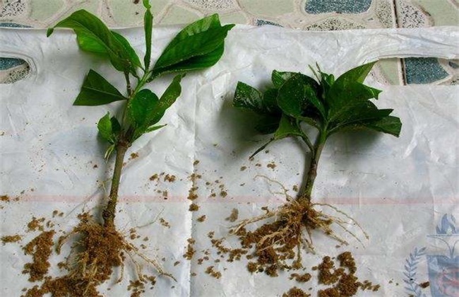 栀子花 扦插 方法