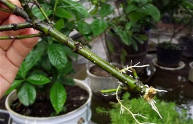 栀子花 扦插 方法
