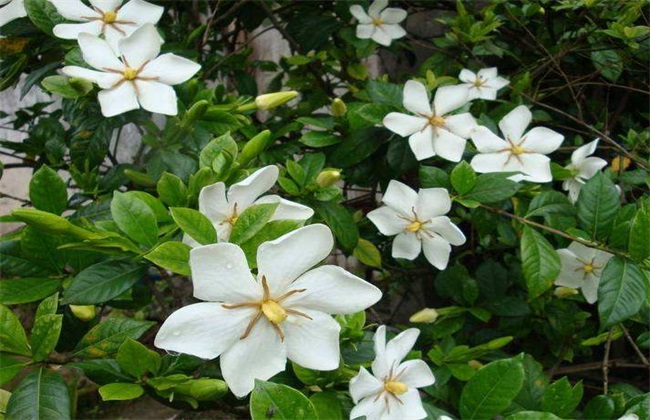 栀子花 扦插 方法