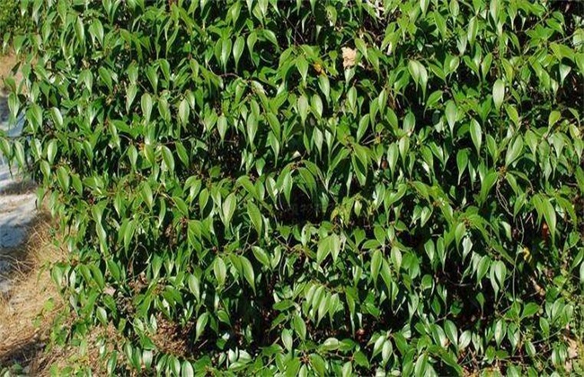 乌药的种植技术