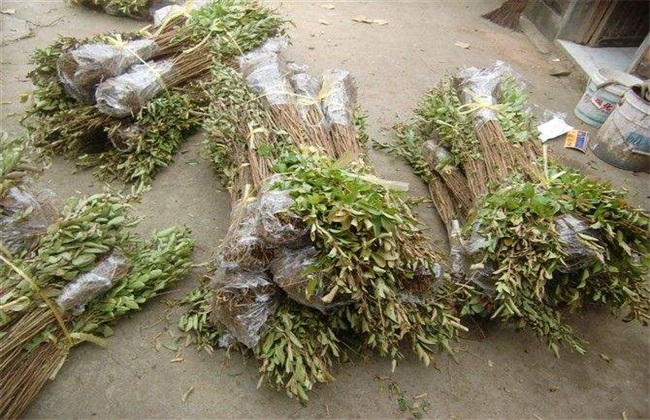 紫薇 繁殖 方法