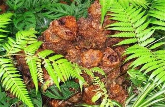 狗脊的种植技术