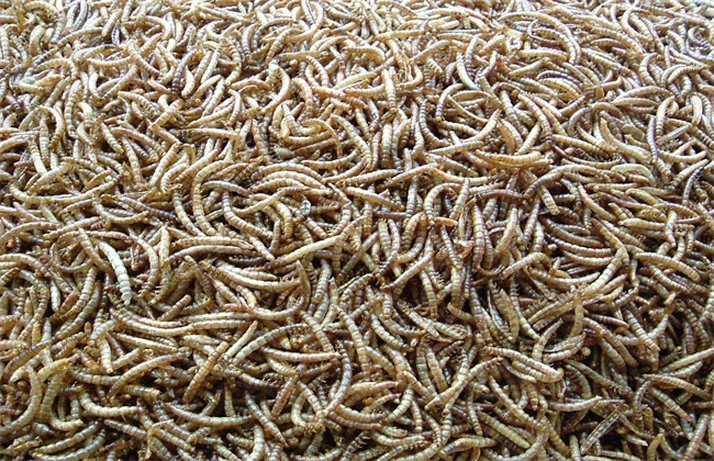 黄粉虫