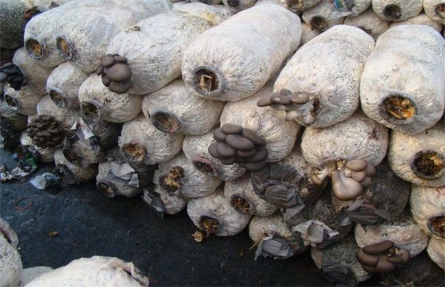 食用菌 追肥 注意事项