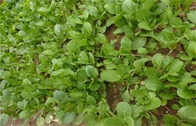 油菜红叶的原因及解决方法