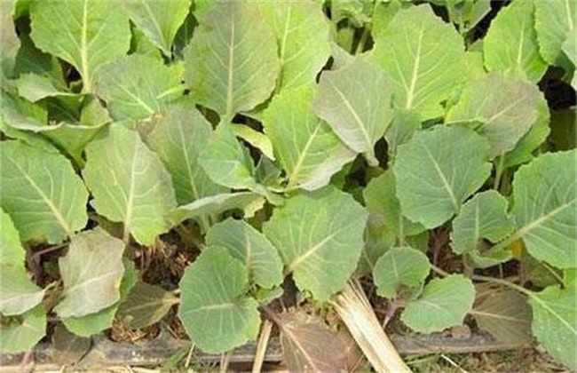 油菜缺硼症状及防治方法