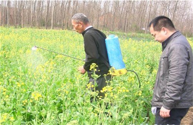 油菜缺硼症状及防治方法