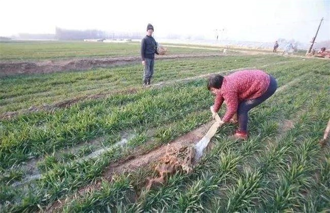 小麦越冬期如何管理