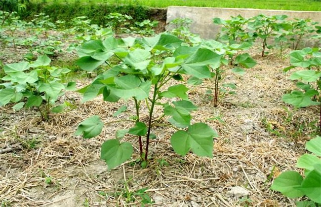 棉花 播种后 常见问题