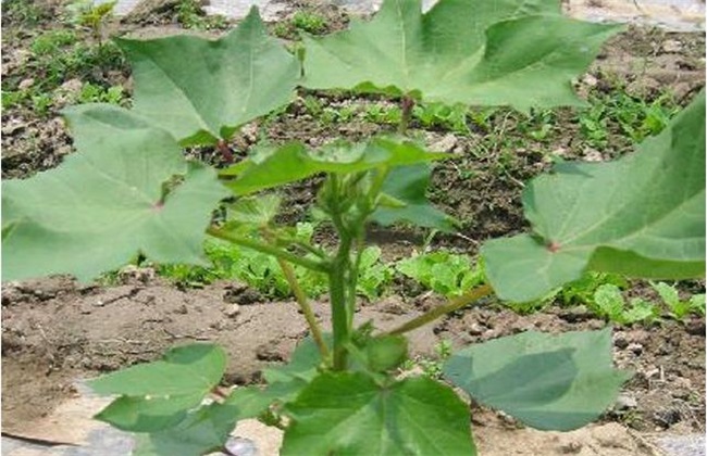棉花 播种后 常见问题