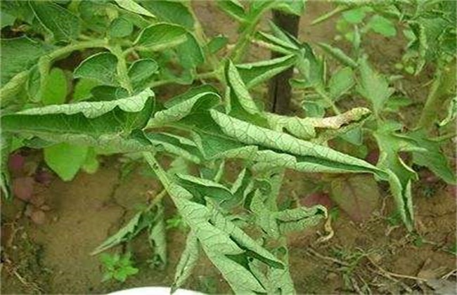 番茄卷叶的原因及防治方法