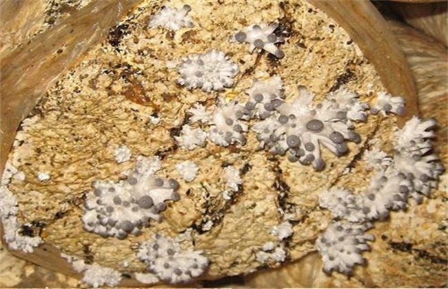 平菇畸形菇的原因及防治方法