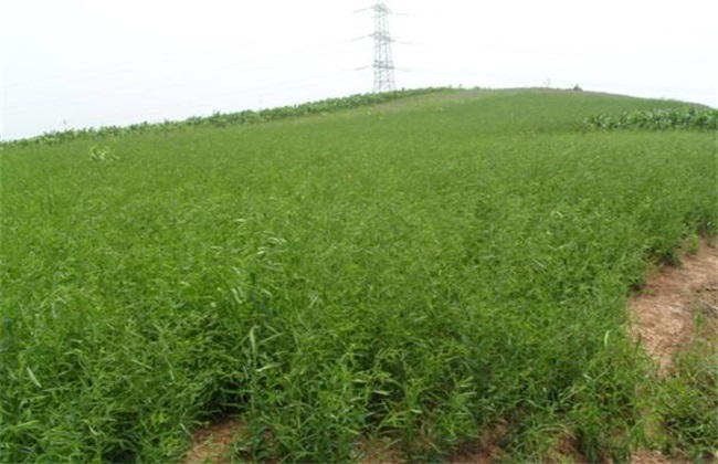 黄芪 怎么 管理