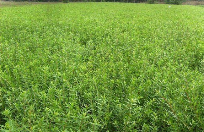 黄芪 怎么 管理