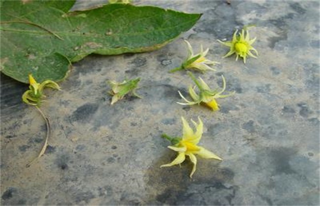 番茄的落花落果原因及预防措施