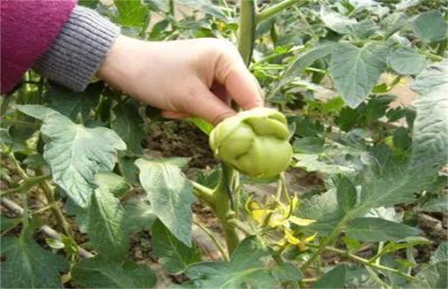 番茄的落花落果原因及预防措施