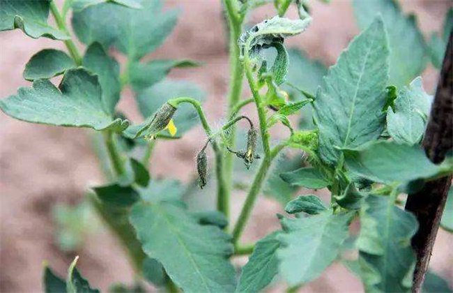 番茄的落花落果原因及预防措施