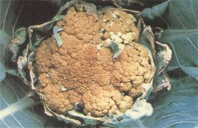 花椰菜缺硼症状及防治措施