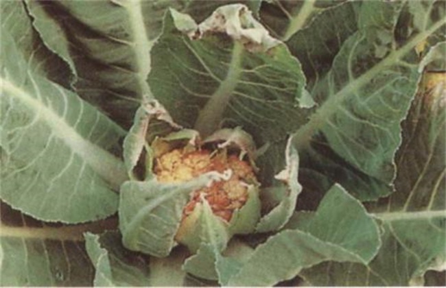花椰菜缺硼症状及防治措施