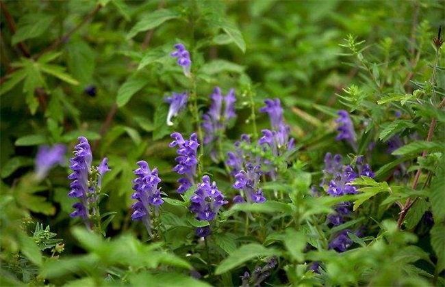 黄芩 如何进行 田间管理