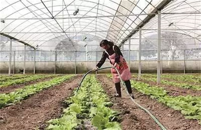 大棚蔬菜如何浇水