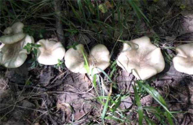 草菇生长异常的原因及预防措施