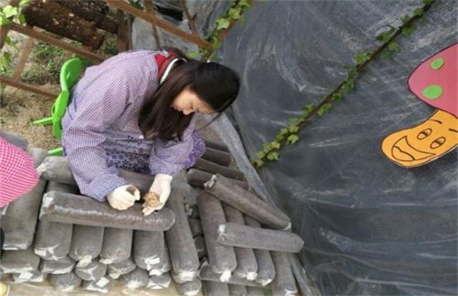 香菇