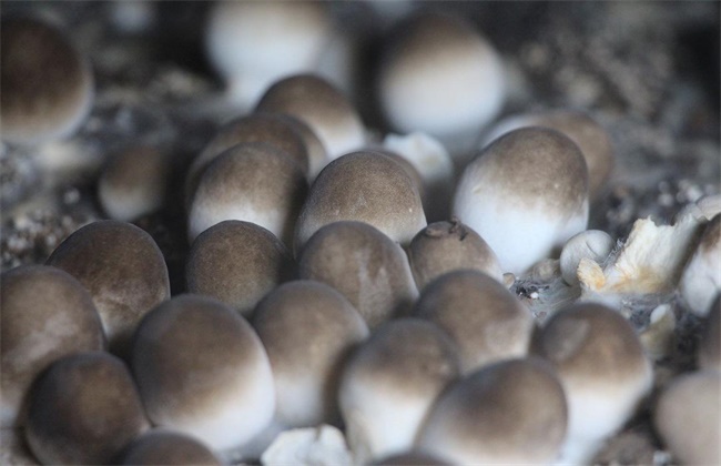 草菇种植注意事项