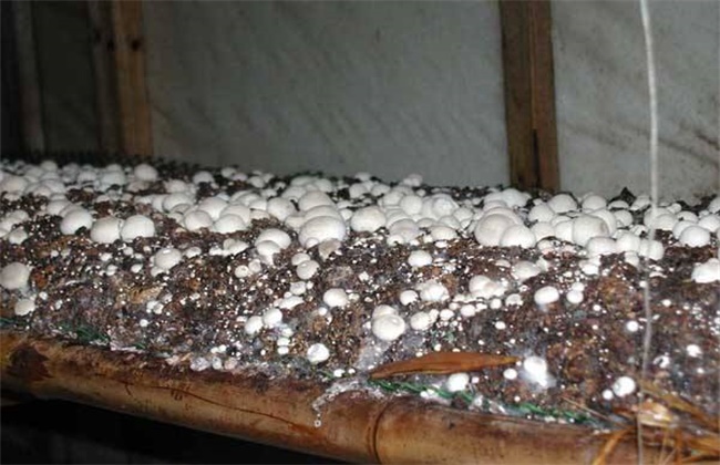 草菇不出菇的原因及解决方法