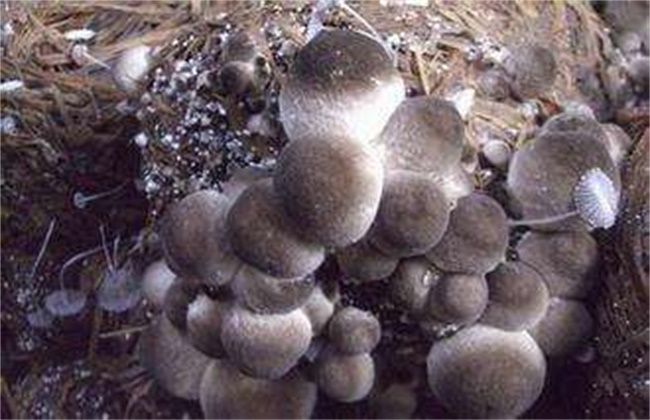 草菇不出菇的原因及解决方法