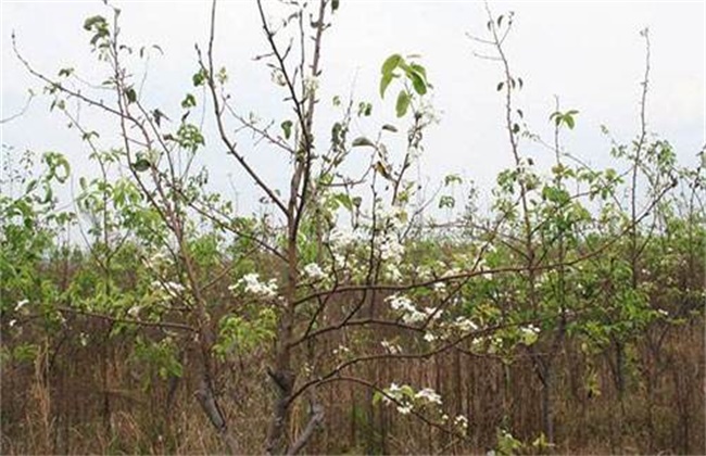 梨树反季节开花的原因及预防措施