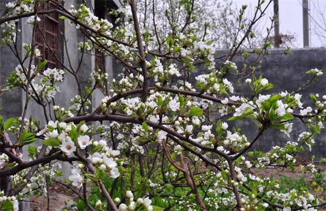 梨树反季节开花的原因及预防措施