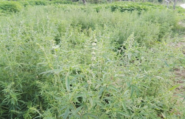 荆芥种植赚钱吗