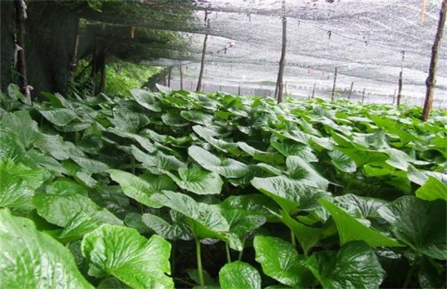 山葵的种植条件