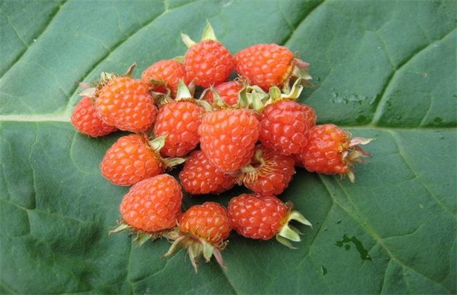 野草莓 怎么 种