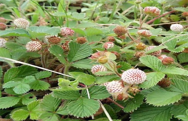 野草莓 怎么 种