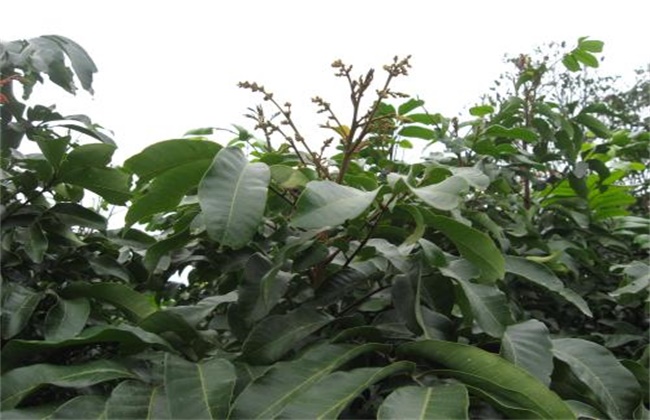 如何促进龙眼花芽分化