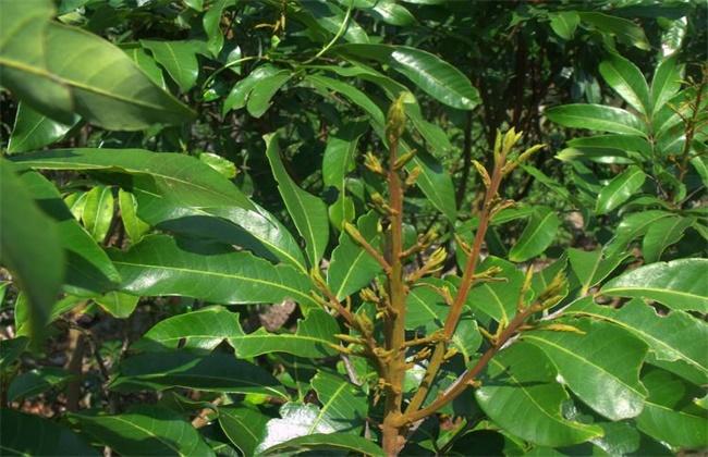 如何促进龙眼花芽分化