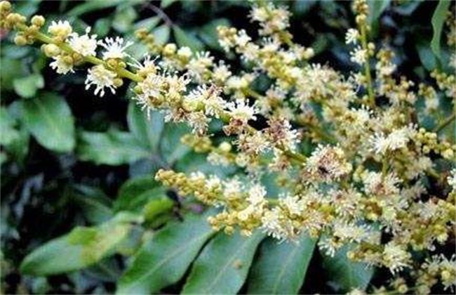 如何促进龙眼花芽分化