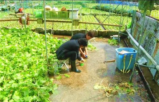 山葵种植注意事项