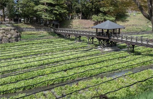 山葵种植注意事项